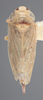 Habitus, dorsal view on Athysanella (Athysanella) gardenia Osborn, 1930: Dorsal - Female. (Observation).
