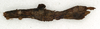 CollectionObject 1561113; NMW 573, 323d3a24-4a96-48be-8abe-fd6d5668b706: copyright NMW, Vienna. female: end of abdomen, lateral view of Phenacephorus cornucervi (holotype). (CollectionObject).