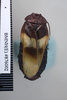 CollectionObject 1573022; d28d8641-21e6-4910-a842-c0d00e40e1ba: Copyright NHM, London. Male: dorsal view, non-type. (CollectionObject).