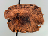 CollectionObject 1523074; bb1563ba-068e-41ea-88a0-92f27cdbef94: female, lateral view (holotype). (CollectionObject).
