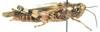 Crobylostenus indecisus (Bolívar, 1912): female, lateral view. (Otu).