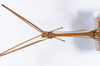 CollectionObject 1559025; f7d951c2-cb5f-48f5-9ad3-8b5196503370: copyright ANSP. male: head & thorax, lateral view (holotype). (CollectionObject).