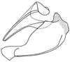 Loboschmidtia milleri (Descamps, 1964): Fig. 49. phallic complex, lateral view. (Otu).