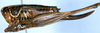 Modestana ebneri excurvata (Willemse, 1975): female, lateral view (paratype). (Otu).