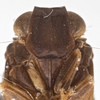 Head: (Observation).
