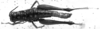 CollectionObject 1505066; 954483f9-48f1-4f17-b830-b52d091b5253, DORSA D017AF01: Image Carbonell, C.S. [mirror image]. female, dorsal view (syntype). (CollectionObject).