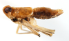 Habitus, lateral view: !! display not done !! on Pissonotus piceus (Van Duzee, 1894): (Observation).