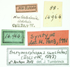 CollectionObject 1585788; be08970f-d324-4d1b-90f0-4c61311952f7: labels (paralectotype). (CollectionObject).