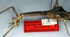 CollectionObject 1558923; 62814227-e3f2-455c-8010-c871cd6b6603: copyright NMW. female: head and thorax, lateral view (holotype). (CollectionObject).