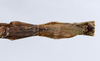 CollectionObject 1563193; 4875c8f2-963e-4785-8f77-5523fdd26fc6, ANSP(SF IMPORT DUPLICATE) 1191: copyright ANSP. female: end of abdomen, ventral view (paratype). (CollectionObject).