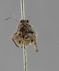 CollectionObject 1523150; c29ba76b-9572-42f8-a9a8-af1b7c7686ea: female, frontal view (holotype). (CollectionObject).