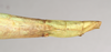 CollectionObject 1558414; NHMUK(SF IMPORT DUPLICATE) 845091, 59589231-d97c-45df-9f99-8e020a149c35: copyright Natural History Museum, London. female: end of abdomen, lateral view of synonym Phasma (Diura) roseipennis (holotype). (CollectionObject).