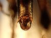 CollectionObject 1595817; 8503e0c7-f4e8-4142-bf33-c481073b32e6: (CollectionObject).