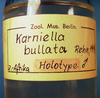 CollectionObject 1500321; 28d151bd-3ffe-4de3-ab01-71a473359e6c: specimen vial (holotype). (CollectionObject).