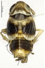 Habitus, dorsal view on Shadelphax kashiensis Chen & Yang, 2012: (Observation).