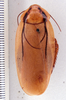 Henschoutedenia batesi (Rehn, 1937): Photo taken by Heidi Hopkins. (Otu).
