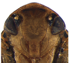 Head on Coarctana striata Domahovski & Cavichioli, 2023: Male holotype [DZUP]: head, ventral view. (Observation).