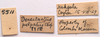 CollectionObject 1542387; bee56be2-4a9d-4c72-a43f-f01a6d087462, CNMS 5511: labels (holotype). (CollectionObject).