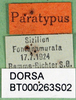 CollectionObject 1502862; 3a7df88e-8b16-48a2-b62a-d08efed181e4: labels (paratype). (CollectionObject).