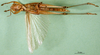CollectionObject 1501908; 40a4986c-a340-4182-93bf-47ed849c84ed: male, ventral view (paralectotype of Tristria suturalis). (CollectionObject).