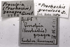 CollectionObject 1506893; 691d30c6-ca2a-46a5-acf0-bb0eb7d3c21c: Image C.S. Carbonell. labels (possibly holotype of Procolpia (Prorhachis) gonagra). (CollectionObject).