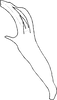 Aedeagus, lateral view on Distantasca paraterminalis (Qin & Zhang, 2007): Aedeagus, lateral view (holotype). (Observation).