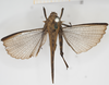 CollectionObject 1477365; cc8c170e-5156-42d8-bfe6-01e07efe4cec, NHMUK010924508: male, dorsal view (holotype). (CollectionObject).
