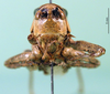 CollectionObject 1502599; 43ad56ea-a6f4-42fe-b1d0-da5b53e27b25: male, frontal view (paratype). (CollectionObject).