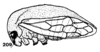 Habitus, lateral view on Anisostylus elongatus (Fowler, 1895): (Observation).