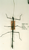 CollectionObject 1561717; 2215ffd7-23d1-4f8d-89c3-96c62b148c14: copyright RMNH, Leiden. male of Phasma (Bacteria) nematodes (paralectotype) [one of 3 'varieties', clearly a different species]. (CollectionObject).
