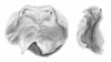 Ceuthophilus (Geotettix) vicinus Hubbell, 1936: Figs. 87-87a. epiphallus. (Otu).