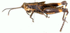 Traulia flavoannulata (Stål, 1861): male, lateral view. (Otu).
