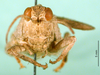 CollectionObject 1501161; 81119c6f-f5be-4597-9cf9-86bfa4446fc5, DORSA BA000430S01: male, frontal view (holotype of Glyphotmethis heldreichi rubrescens). (CollectionObject).