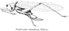 Teuthroides mimeticus Bolívar, 1905: female (from Karny 1912, Genera Insectorum 131). (Otu).