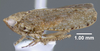 Habitus, lateral view: !! display not done !! on Paraphlepsius (Paraphysius) carolinus (Lathrop, 1917): (Observation).