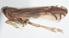 CollectionObject 2733255; ac9853c5-774a-4f7f-a9f7-2025cd42119f: (CollectionObject).