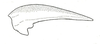 Nomotettix cristatus cristatus (Scudder, 1862): Fig. 18a. pronotum, lateral view (Nomotettix cristatus denticulatus). (Otu).