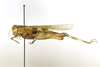 CollectionObject 1564902; 1b154c8f-1424-4ef1-84c2-b9a7a4f8a1c3: female, lateral view (neotype of Mioscirtus varentzowi). (CollectionObject).
