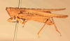 CollectionObject 1584234; c8549a0f-f976-4585-905c-9c01ed767e42: male, left lateral view (neoallotype). (CollectionObject).