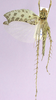 CollectionObject 1479254; 790ea6cc-0cd3-4827-ac81-cee3fd666c2a, cbt063s01: male, dorsal view, left wings spread. (CollectionObject).