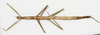 CollectionObject 1559026; NMW 779, 7e1847a0-cd7c-432d-9d71-6405e0886c23: copyright NMW, Vienna. female, dorsal view (syntype). (CollectionObject).