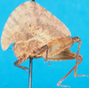 CollectionObject 1500810; 7de78705-ec03-4586-b8be-0237ffa364e4, MfN 6553: male, lateral view (holotype). (CollectionObject).