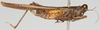 CollectionObject 1578100; NNM 74, 7adaaccd-83a6-4e3f-9f27-45440ea46948: female, lateral view (syntype). (CollectionObject).