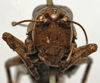 CollectionObject 1535133; 2a4eeb6d-2f99-4f01-89ea-409eebf93663: male face (syntype). (CollectionObject).
