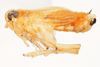 Habitus, lateral view: !! display not done !! on Muellerianella laminalis (Van Duzee, 1897): (Observation).