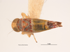 Habitus, dorsal view on Brunerella scriptozona (Van Duzee, 1923): (Observation).