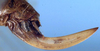 CollectionObject 1516817; bbe70e71-21d1-4679-8906-75ee74af3f70: female ovipositor (holotype). (CollectionObject).