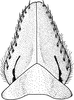 Subgenital plate: !! display not done !! on Pendarus (Pendarus) nudus (Ball, 1911): Subgenital plate. (Observation).