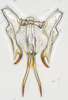 Aedeagus, ventral view: (Observation).;Aedeagus, ventral view: (Observation).