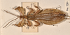 CollectionObject 1561244; f1af47a6-3b3b-413b-94f9-86bd141159e3: copyright UMO. male of synonym Phyllium dardanus (holotype). (CollectionObject).